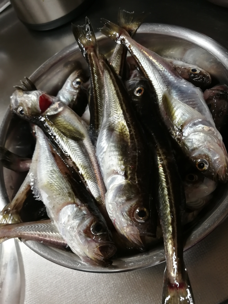 秋田のハタハタ釣りって知ってるかーい?