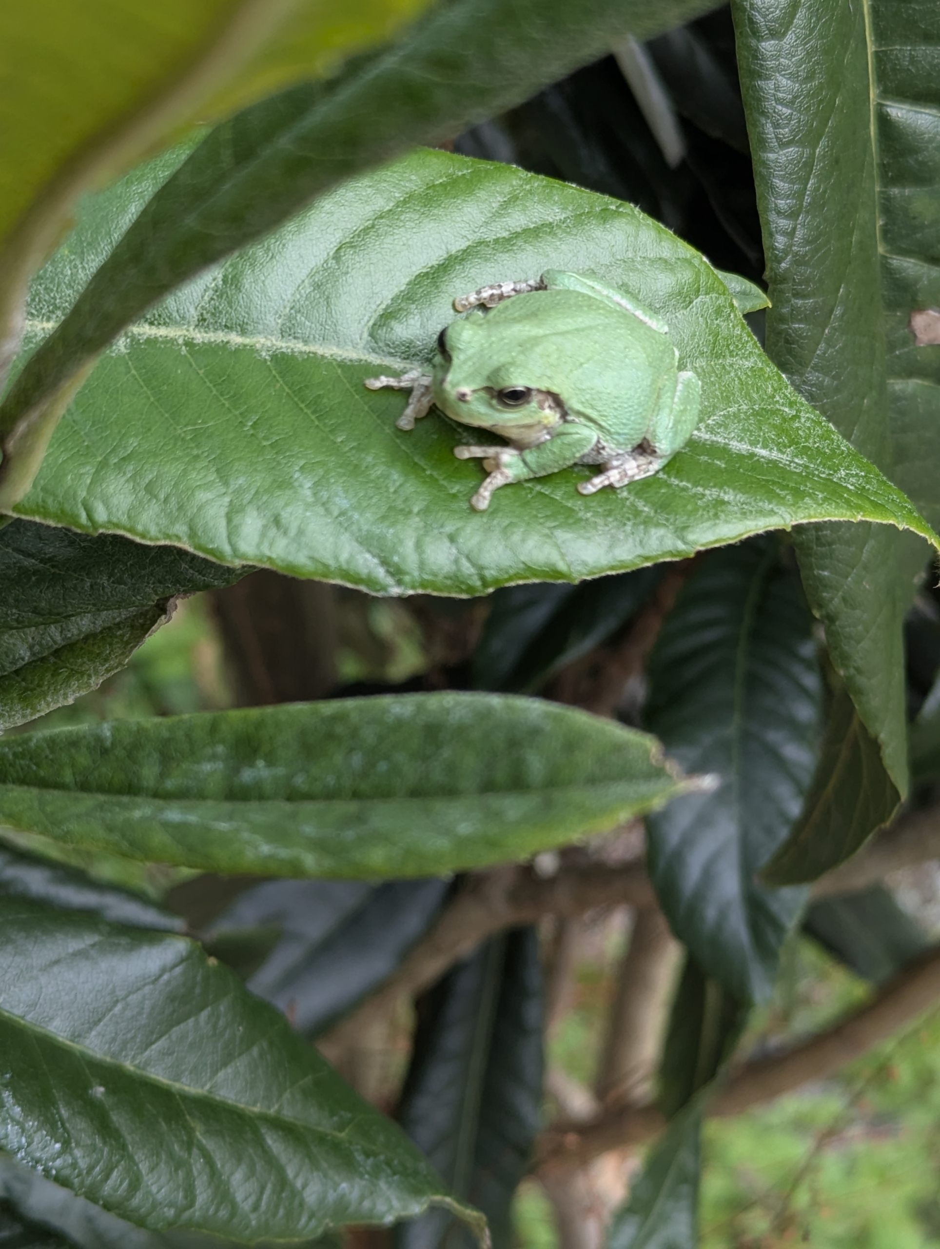 クマとワクチンと私。