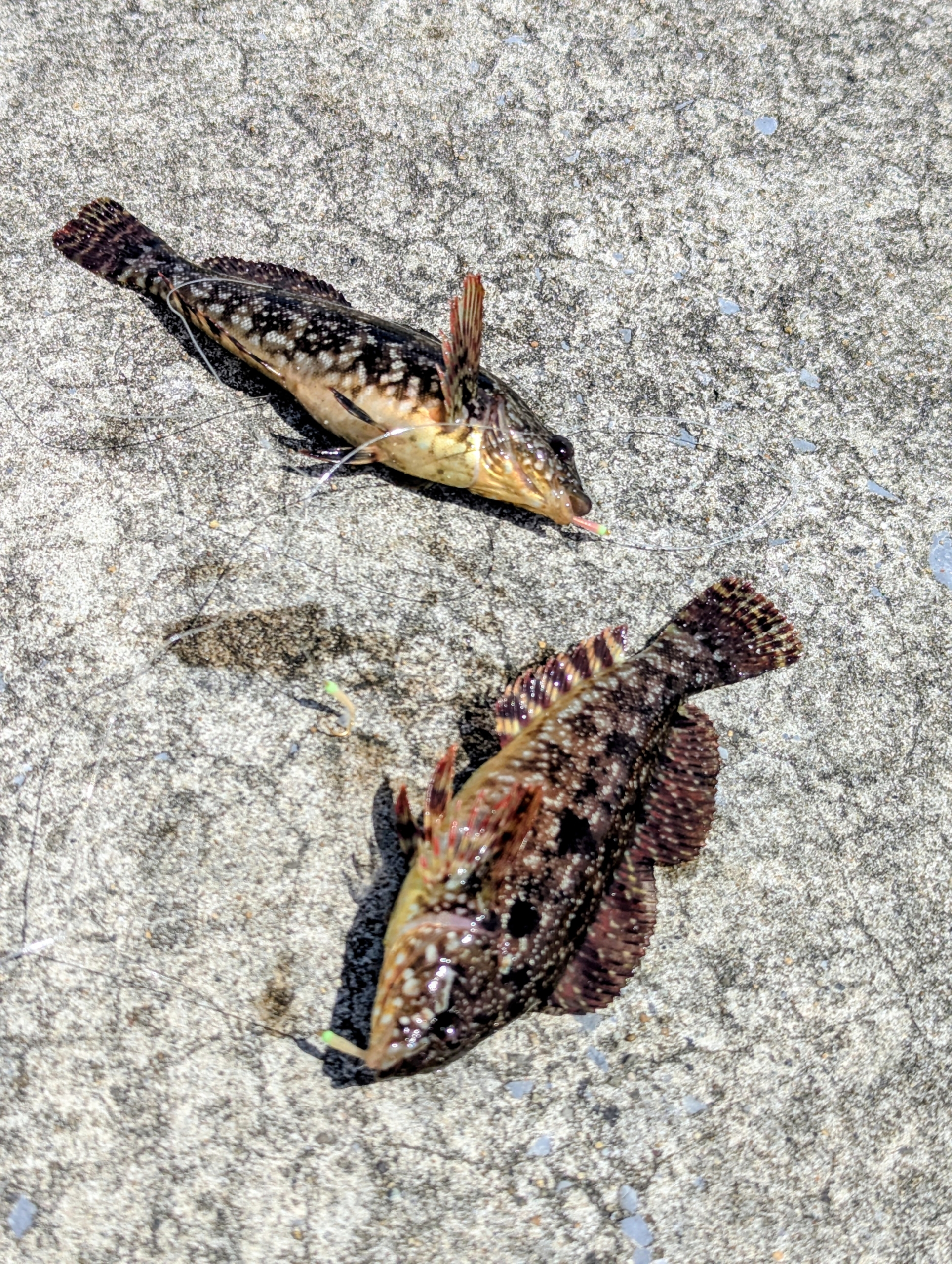 久しぶりに釣りへ行く。